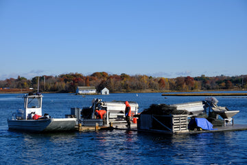 sherwood-island-oysters