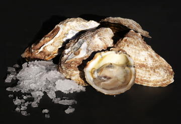 sherwood-island-oysters