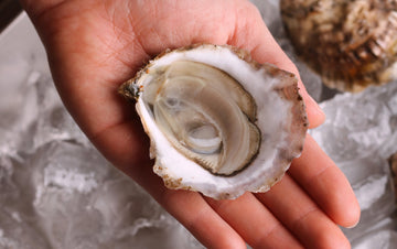 sherwood-island-oysters
