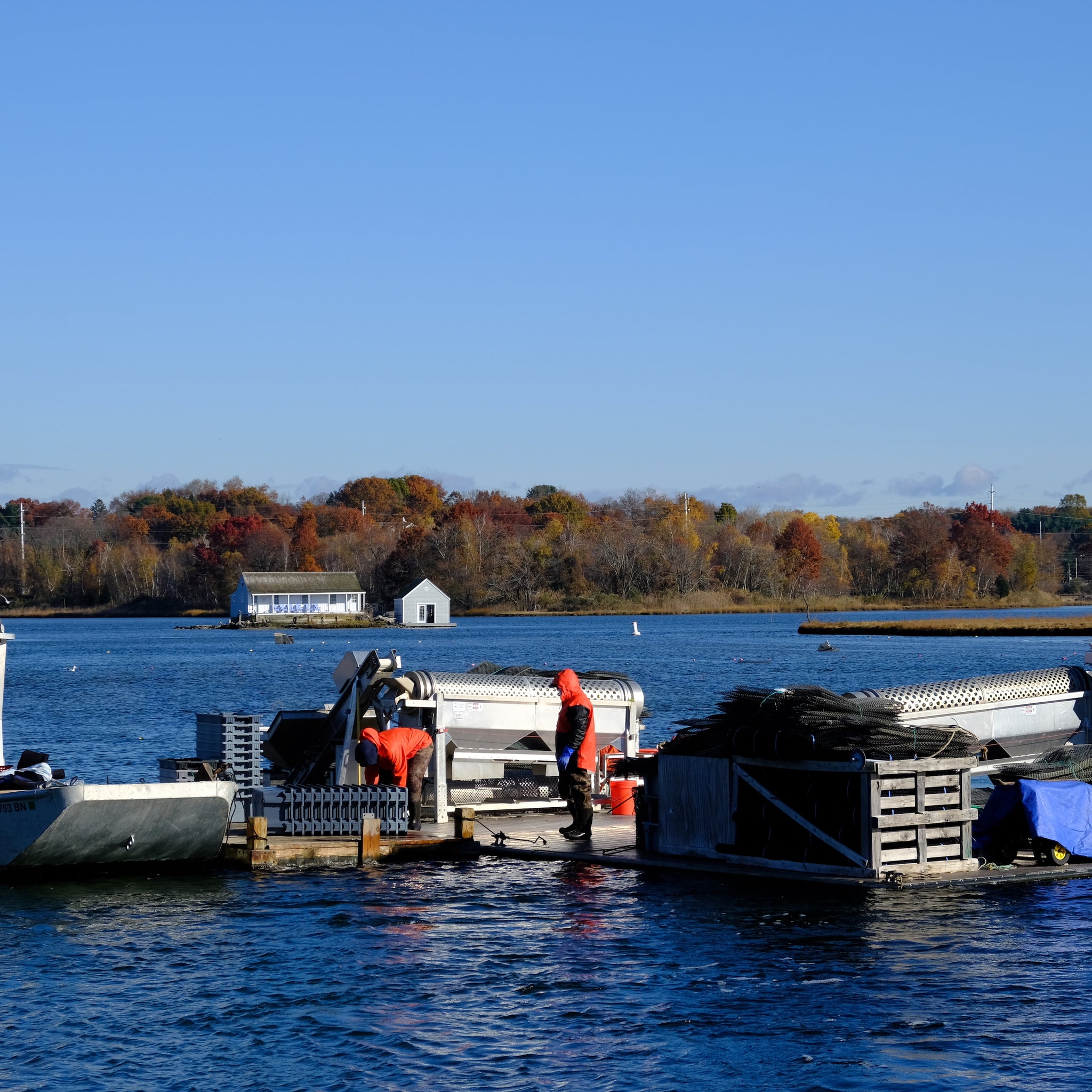sherwood-island-oysters