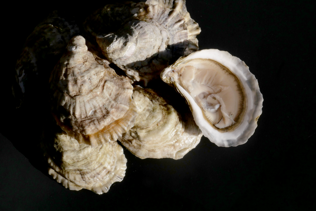 sherwood-island-oysters