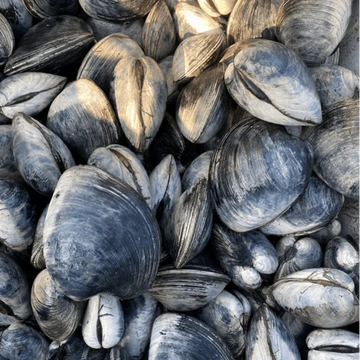 sherwood-island-oysters