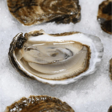 sherwood-island-oysters
