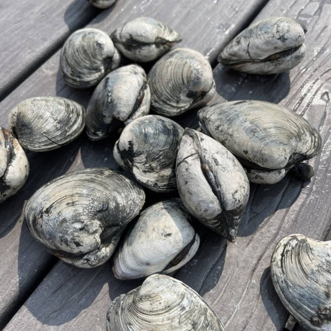 sherwood-island-oysters