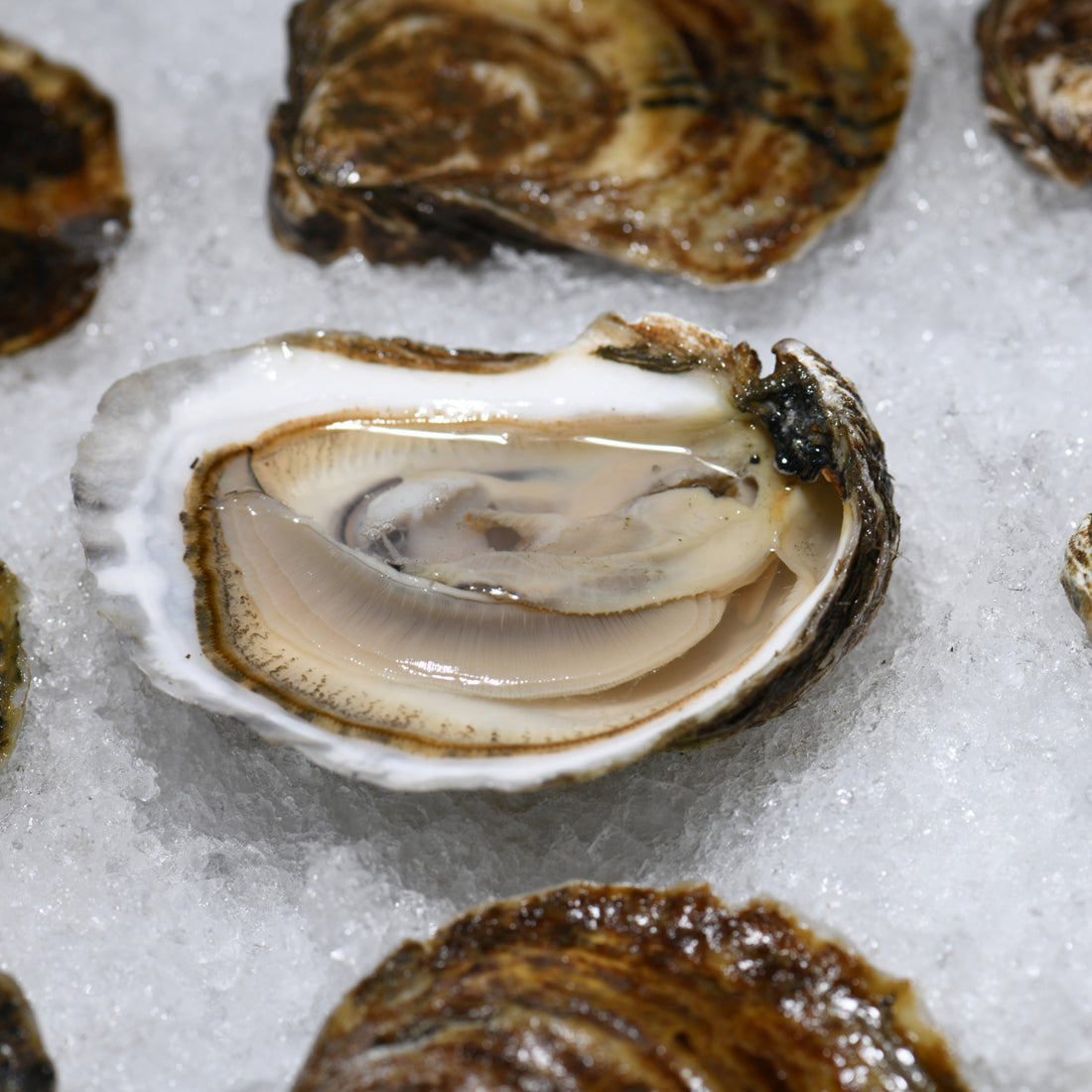 sherwood-island-oysters