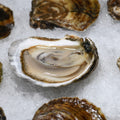 sherwood-island-oysters