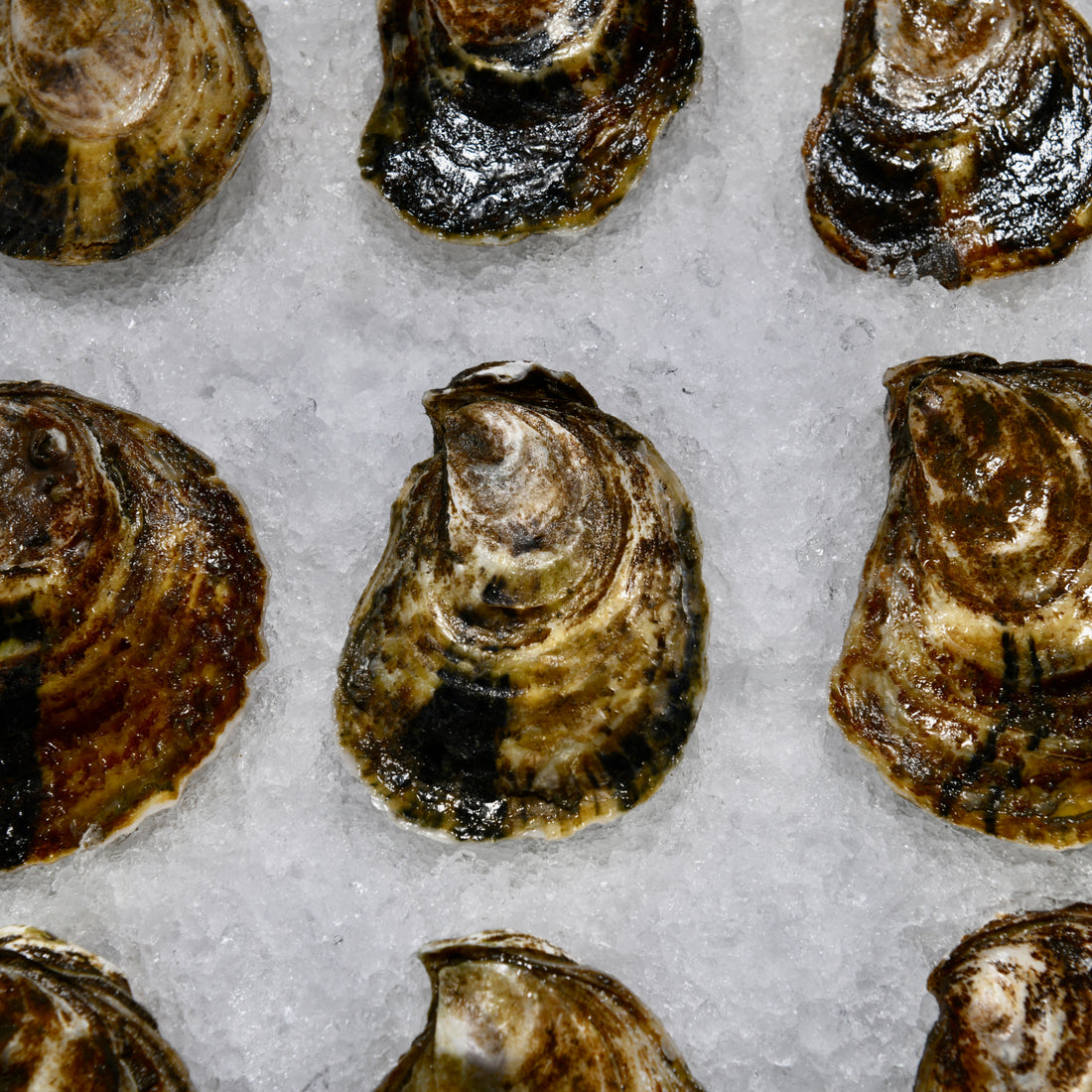 sherwood-island-oysters